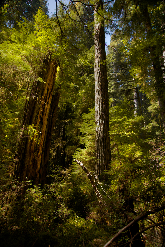 Jedidiah Smith State Park, California