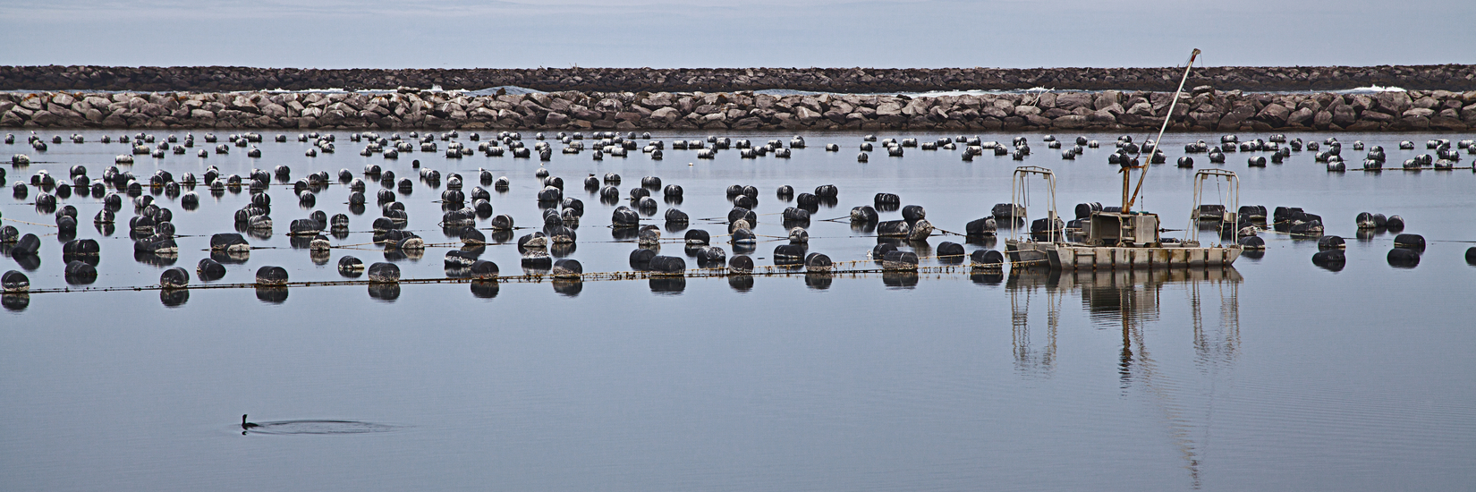 Oyster Farm - Winchester Bay, Oregon