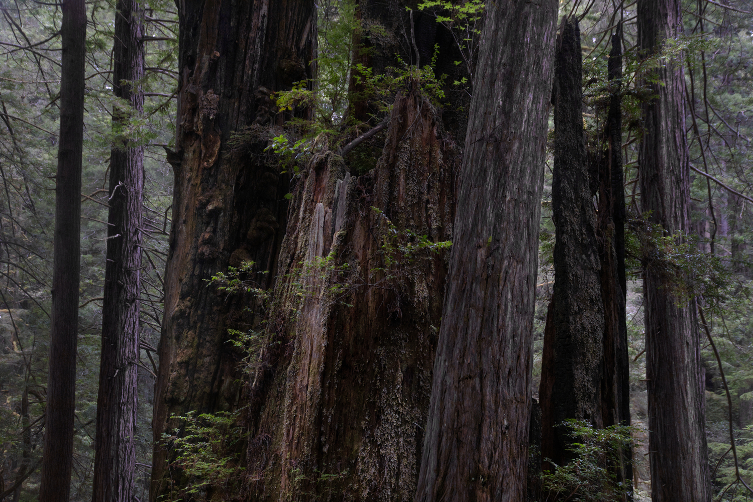 Redwoods NP, California