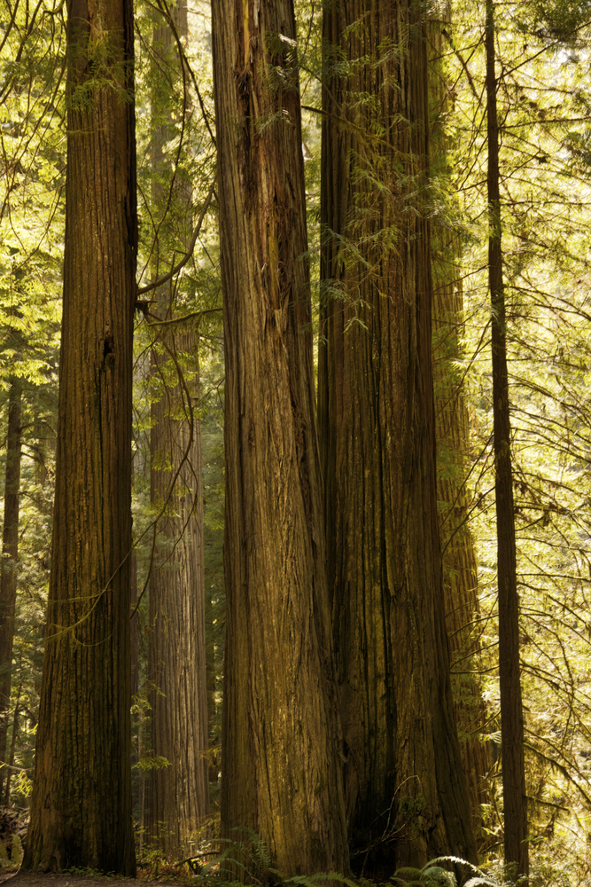 Jedidiah Smith State Park, California