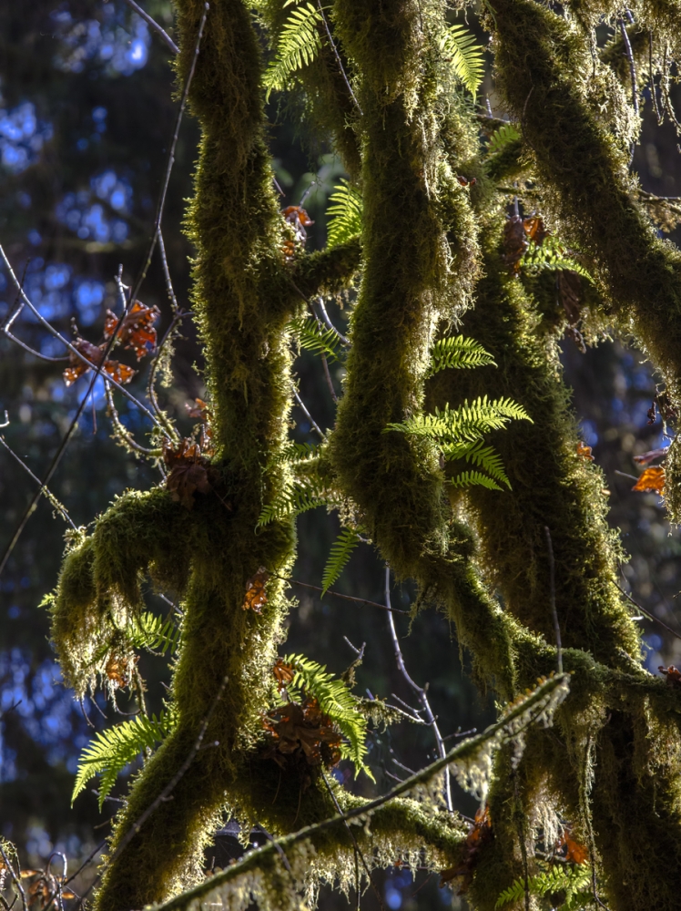 Hoh Rainforest - Olympic National Park, Washington