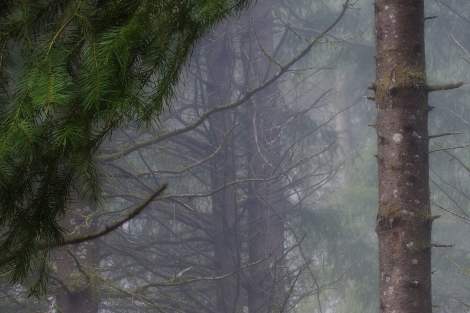 Peavy Arboretum, Oregon