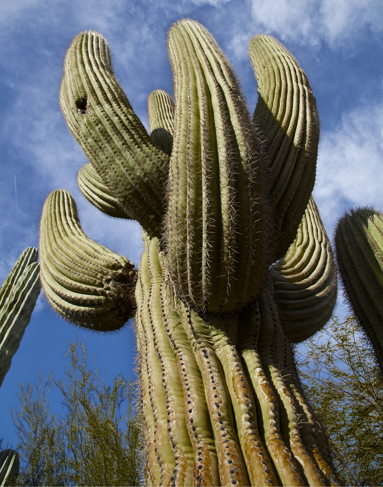 Saguaro Cactus, Arizona