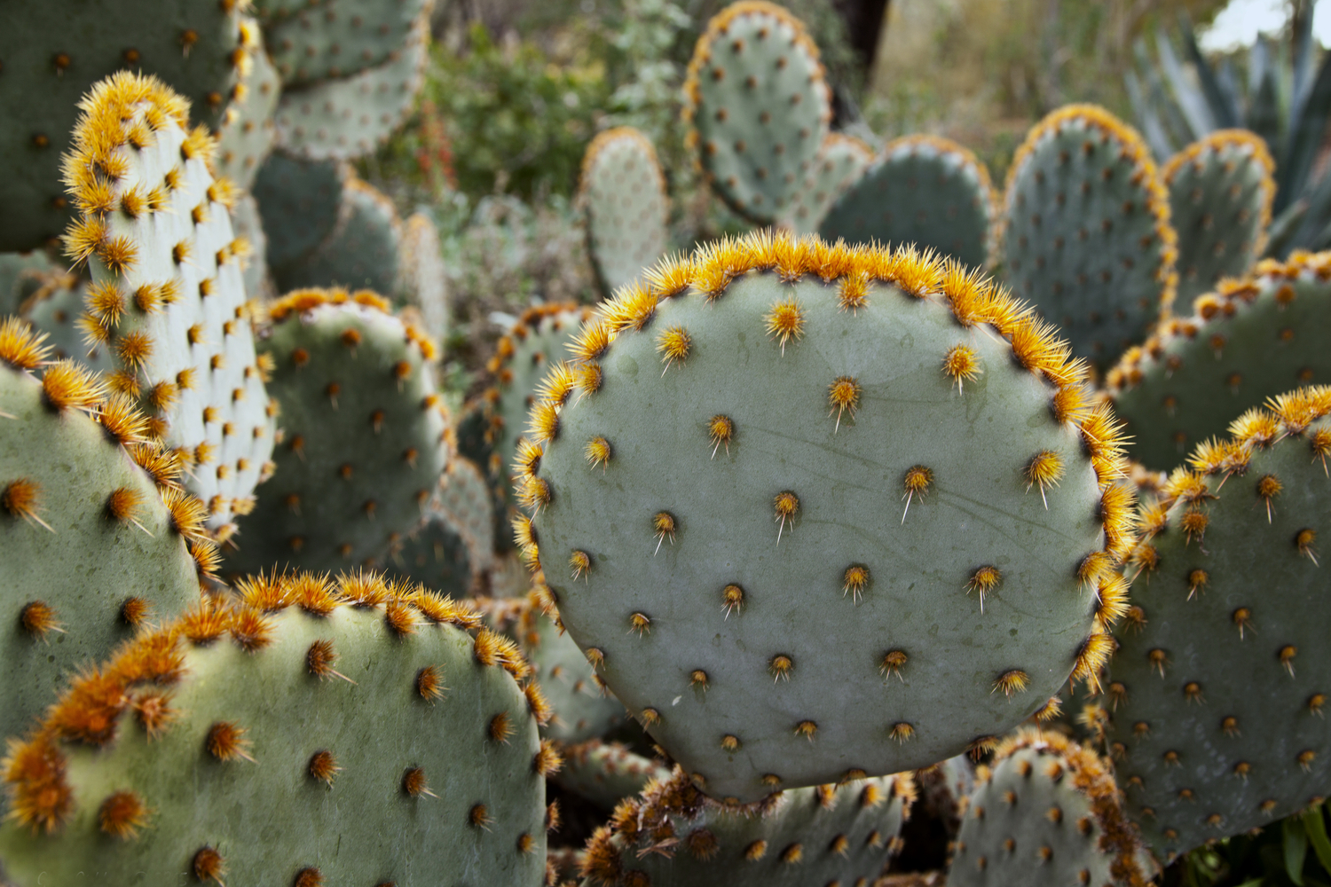 Cactus Field, Arizona