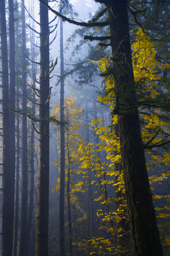 Mary's Peak, Oregon