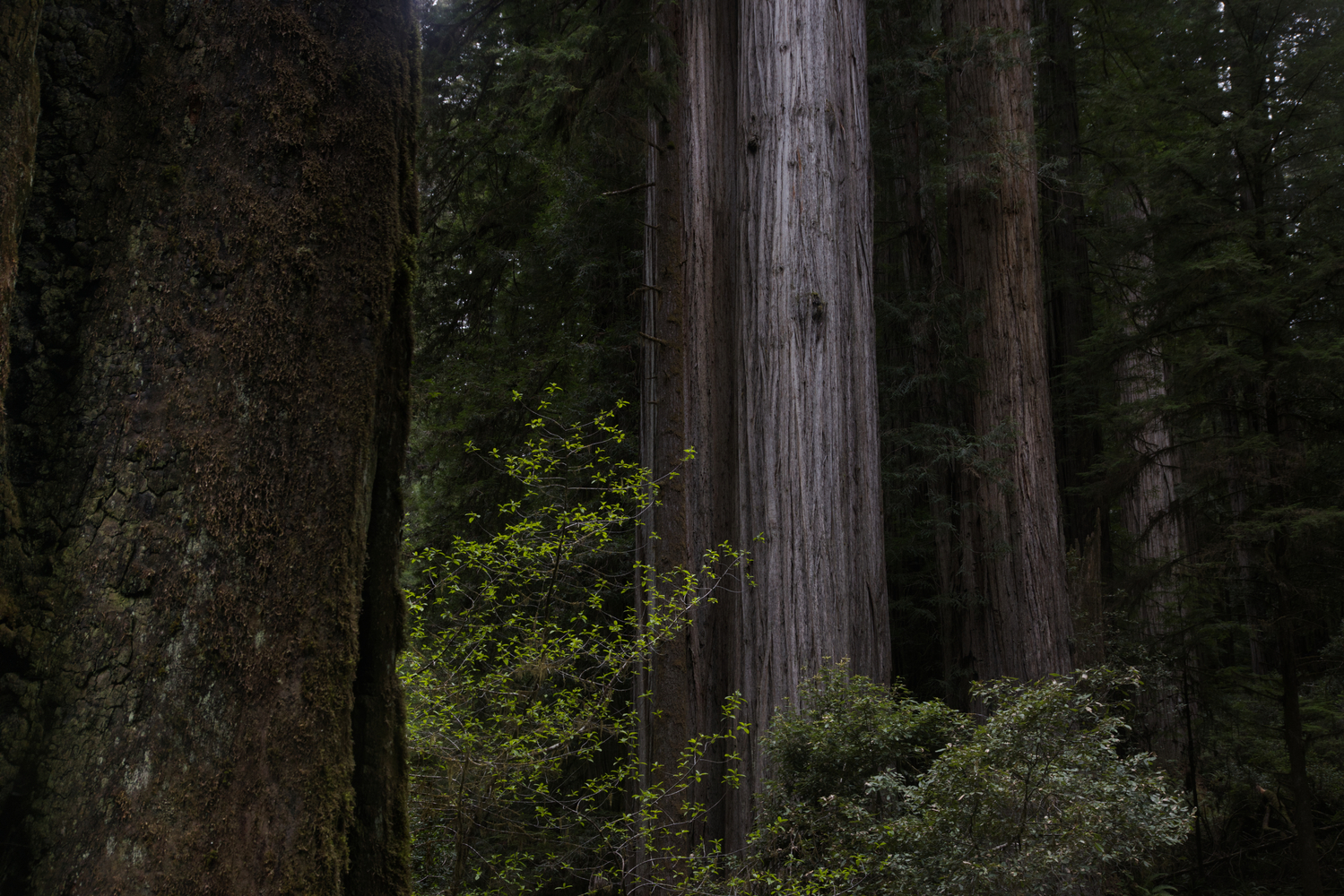 Redwoods NP, California