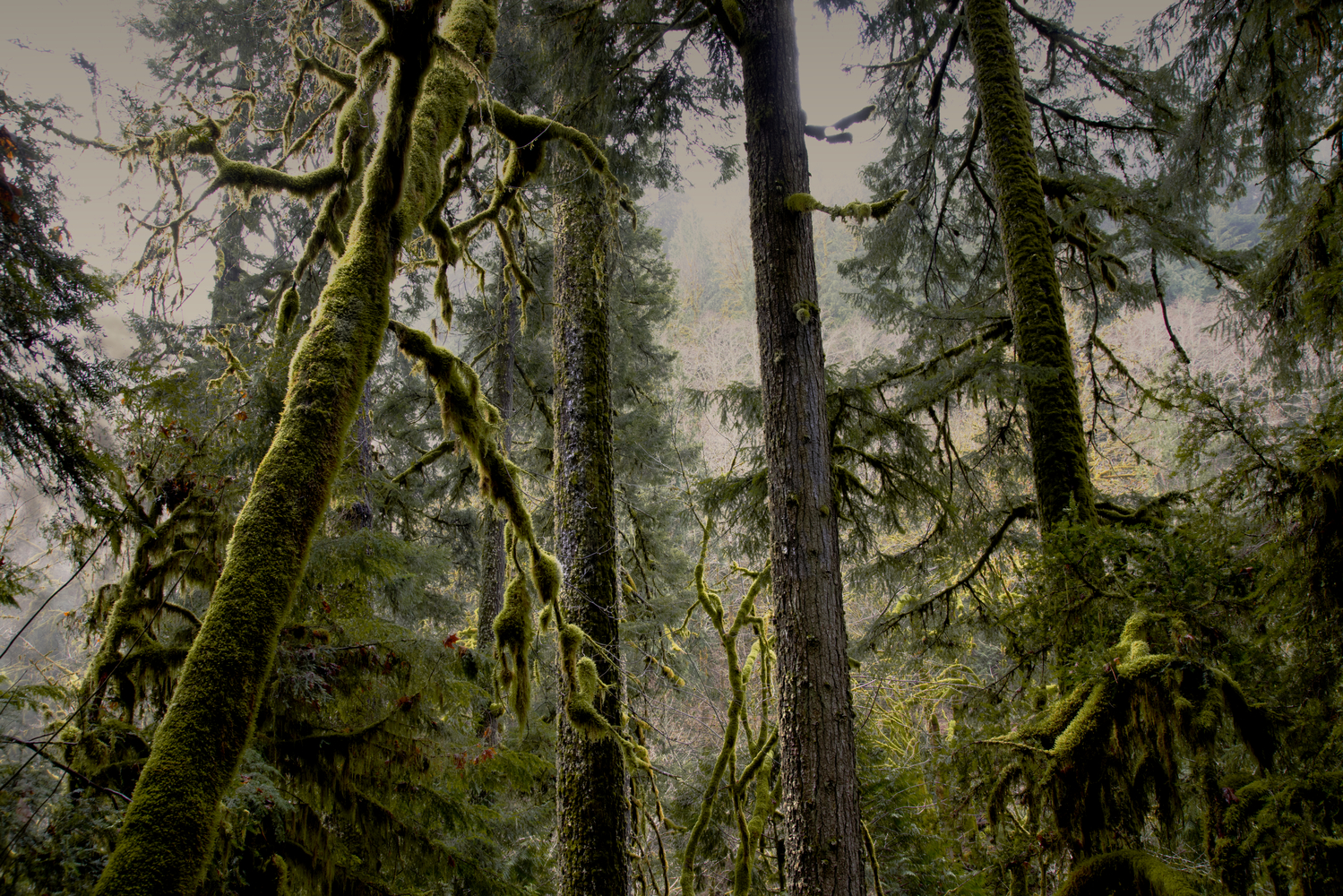 Alsea Falls Recreational Site, Oregon