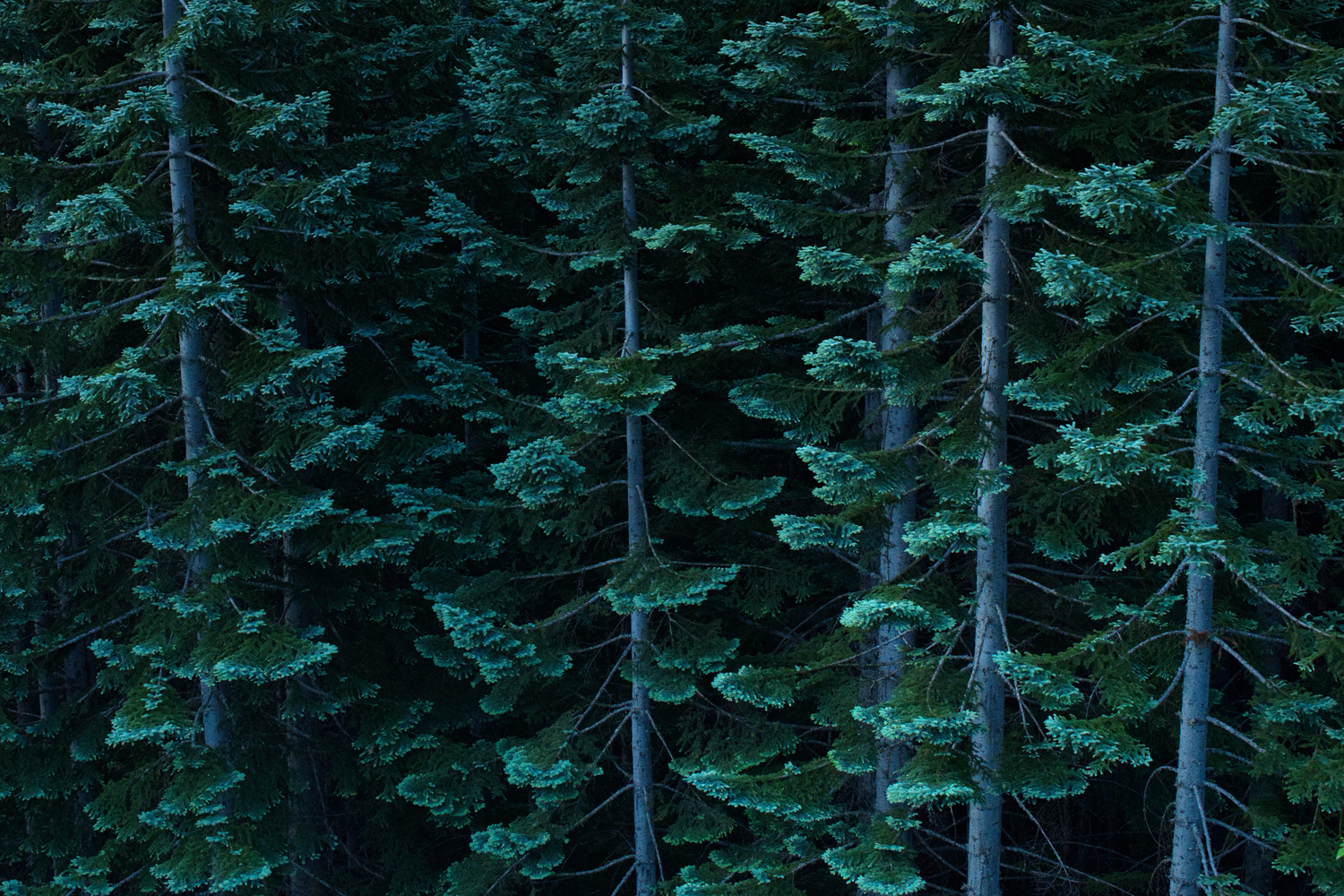 Mount St. Helens, Washington