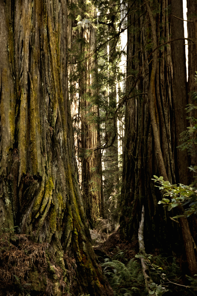 Jedidiah Smith State Redwood Park, California