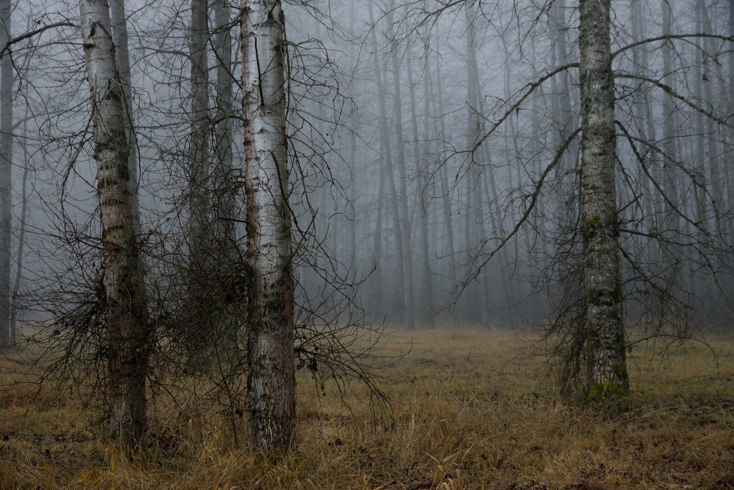 Birch Trees - Polk County, Oregon