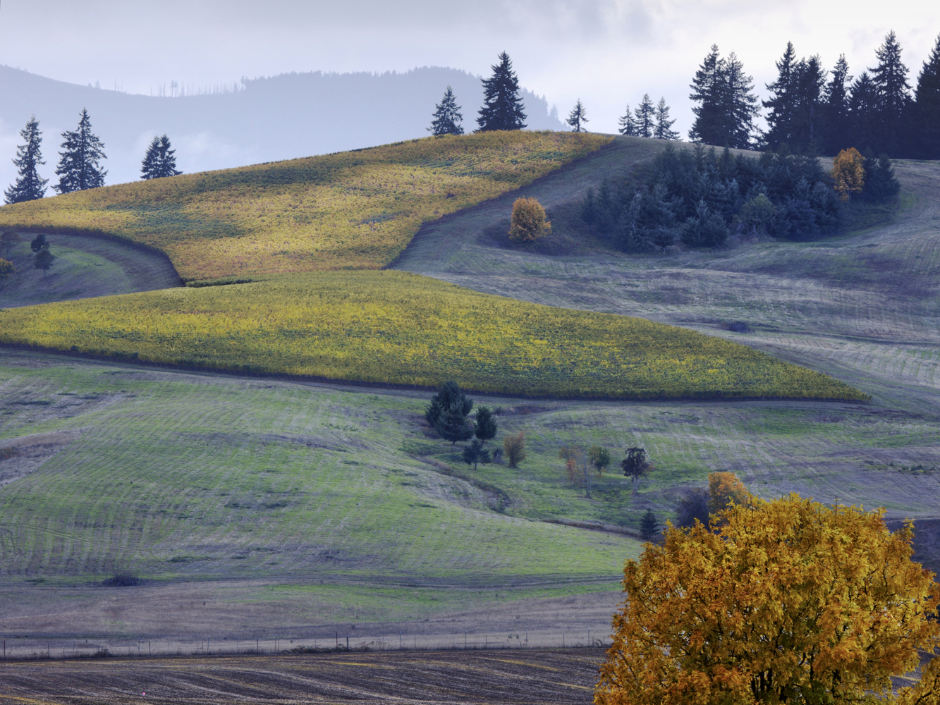 Coast Range Foothills, Oregon