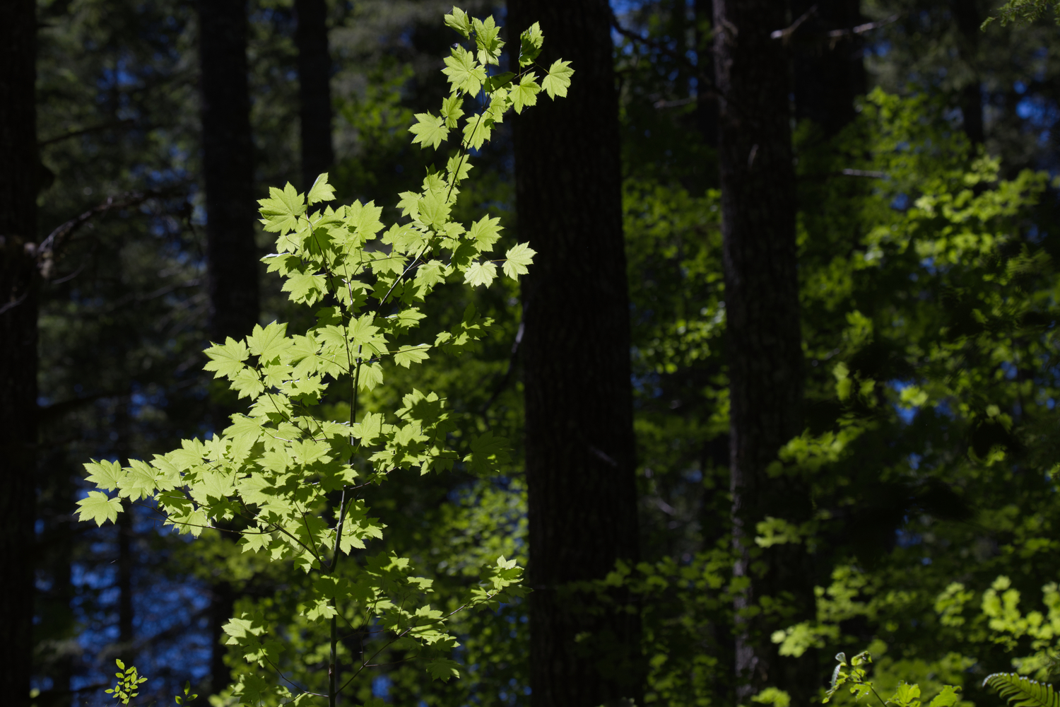 Cascade Mountains, Oregon