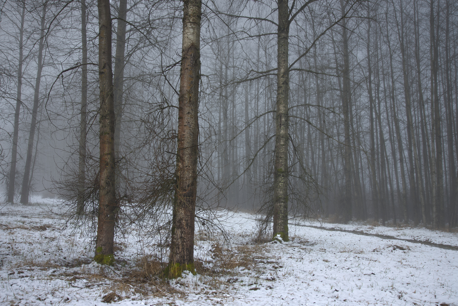 Birch Trees in Snow, Polk County, Oregon