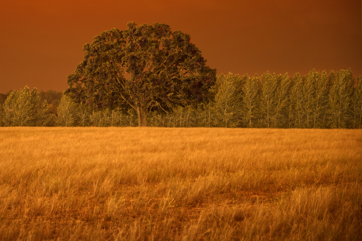 Forest Fire Sky - Polk County, Oregon