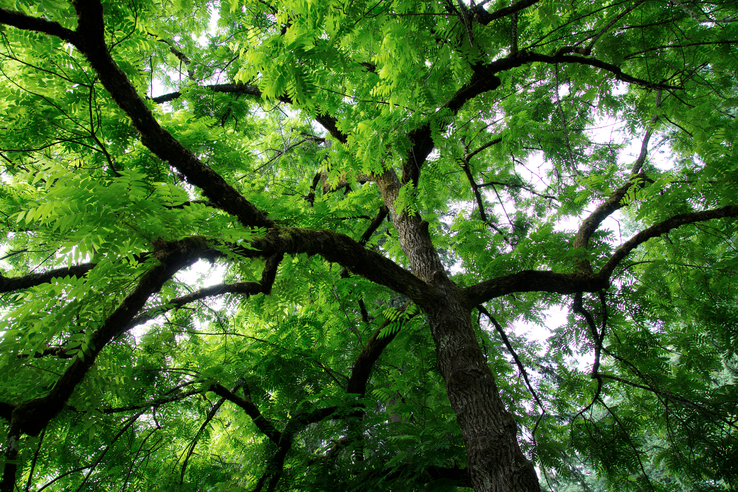 Washington Park, Portland, Oregon