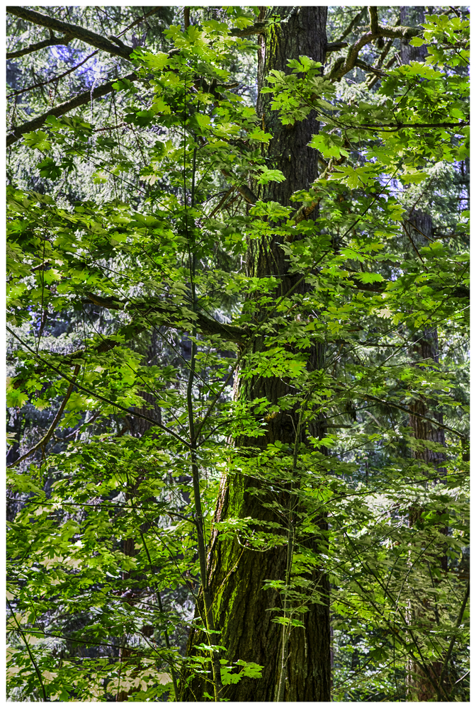 Columbia Gorge, Oregon